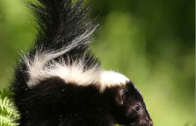 A Baby Skunk Is Coming To Camp!