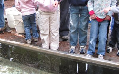 We Released The Wild Brook Trout!