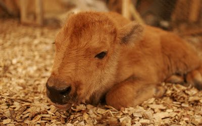 Meet Our New Baby Bison!